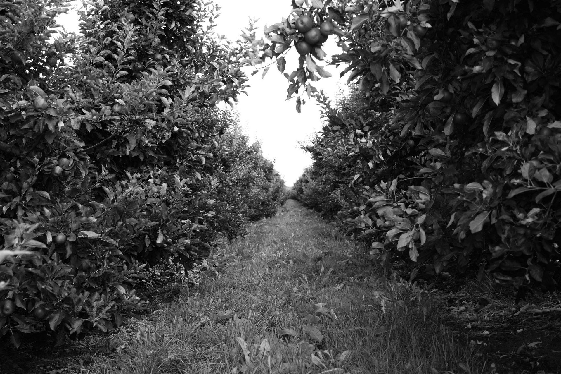 Weg führt zwischen Apfelbäume.